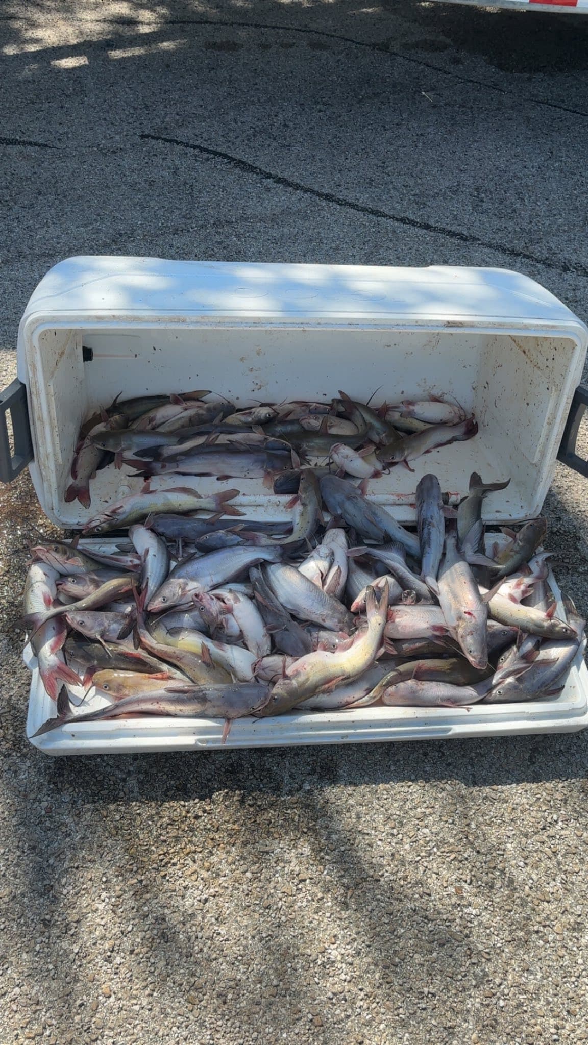 Big haul of catfish