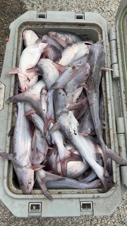 Cooler packed with catfish