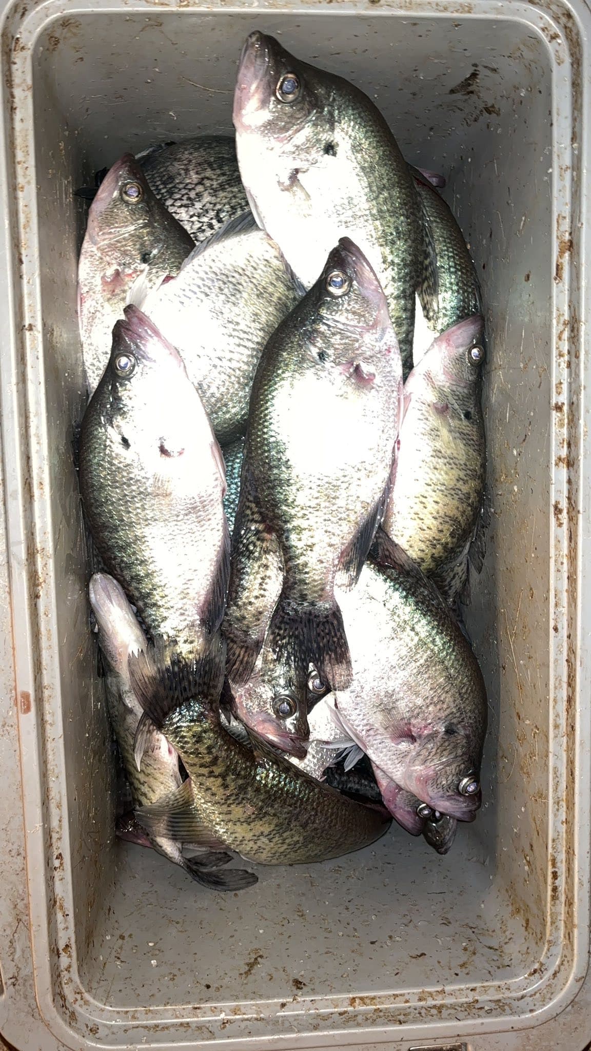 Cooler full of crappie